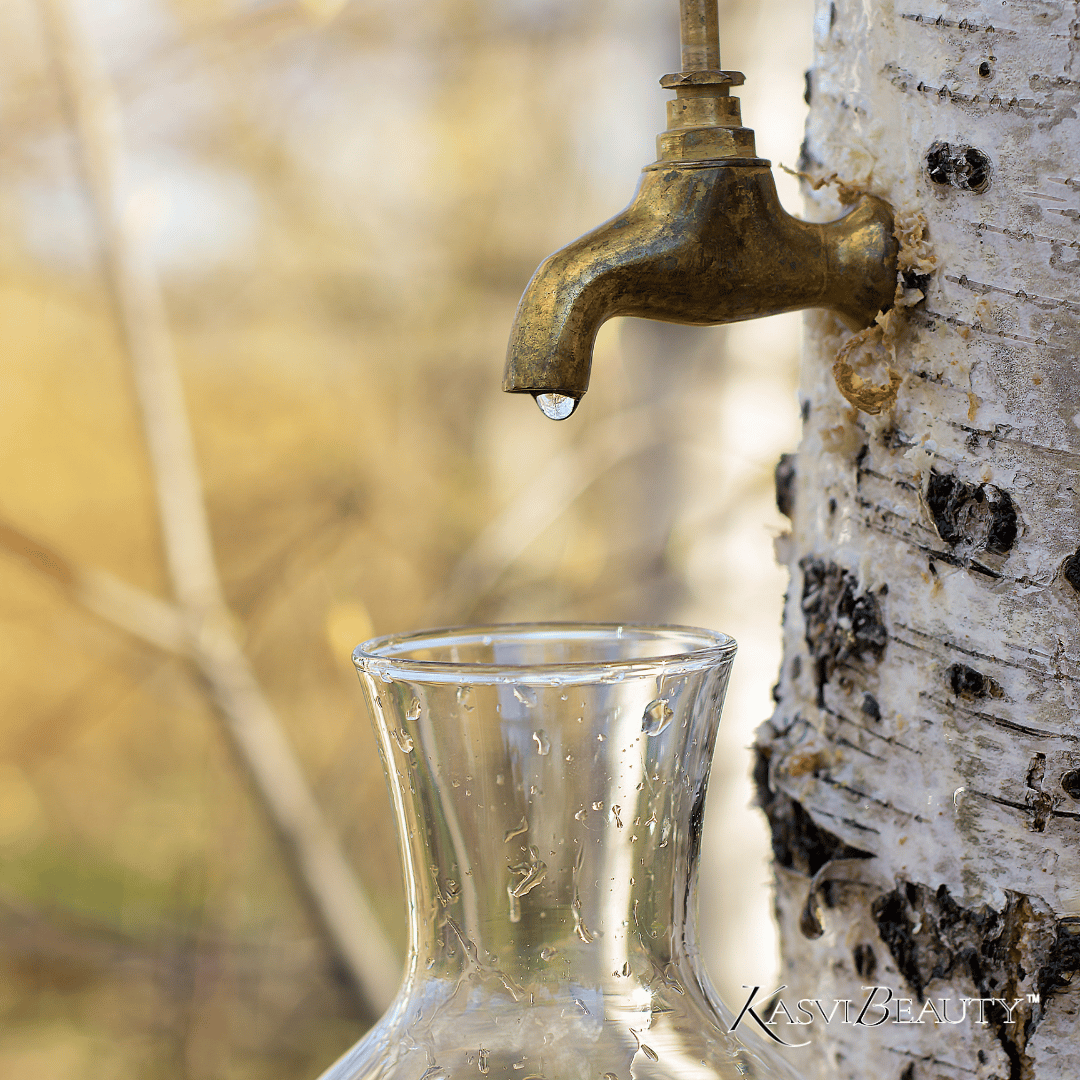 Birch tree trunk with a faucet with water from the tree, birch sap, dripping to a glass container