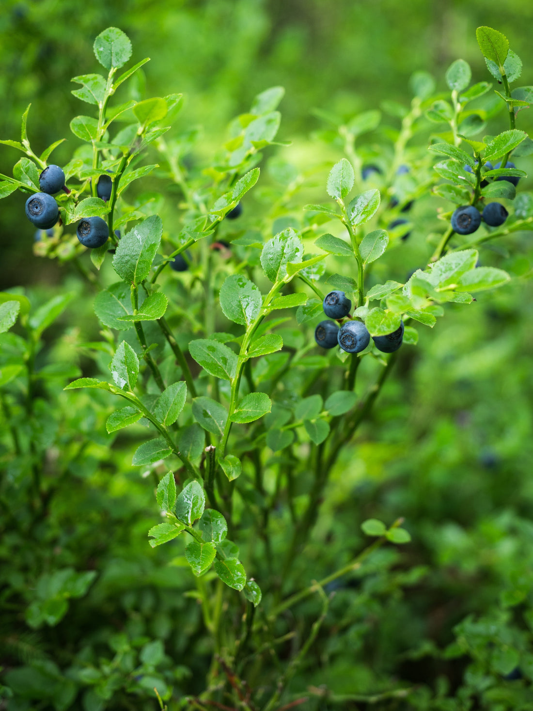 Bilberry vs. Blueberry: Why Nordic Skincare Reaches for the Wild One