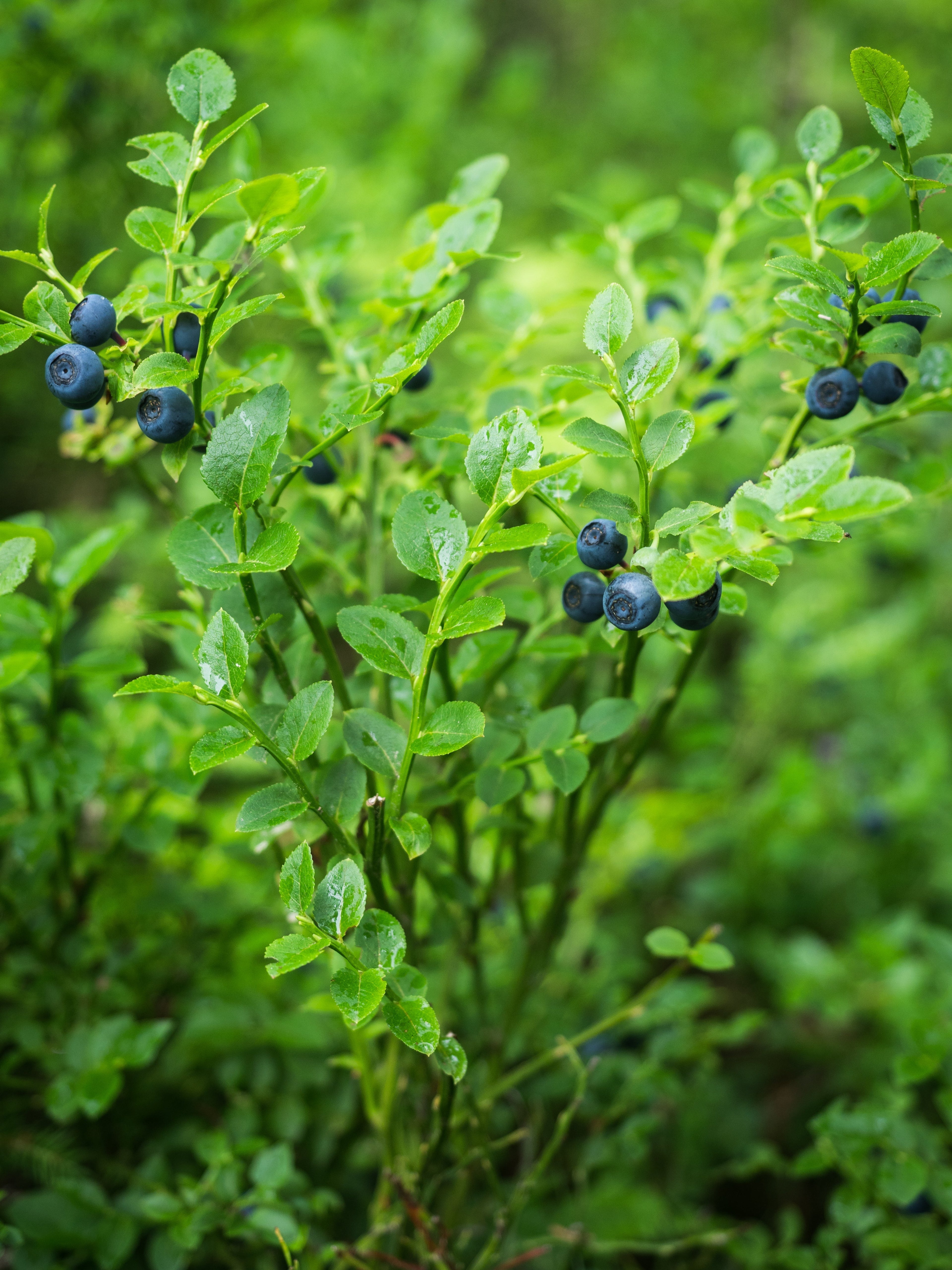 Bilberry vs. Blueberry: Why Nordic Skincare Reaches for the Wild One