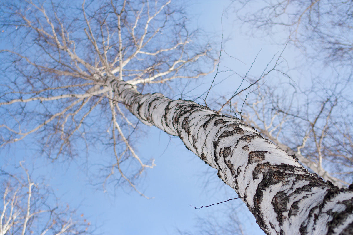 Birch tree in early spring ready to be tapped for spring tree water, used in skincare birch water, birch sap, birch juice 