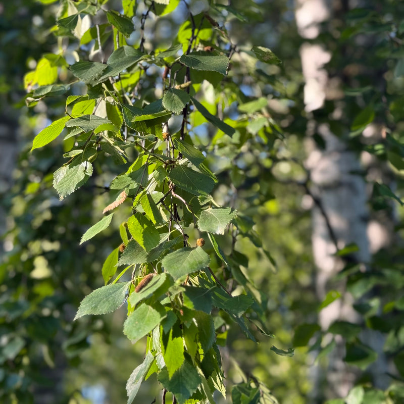 Close-up of birch (Betula pendula) green leaves on a tree with a blurred forest background
