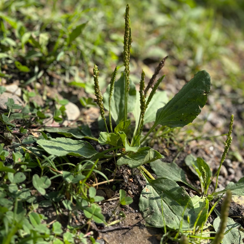 Green plantain (Plantago major) plant with leaves and stems on a natural background