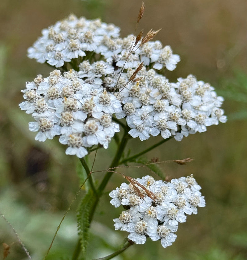 White yarrow (Achillea millefolium) wildflowers with a blurred green background