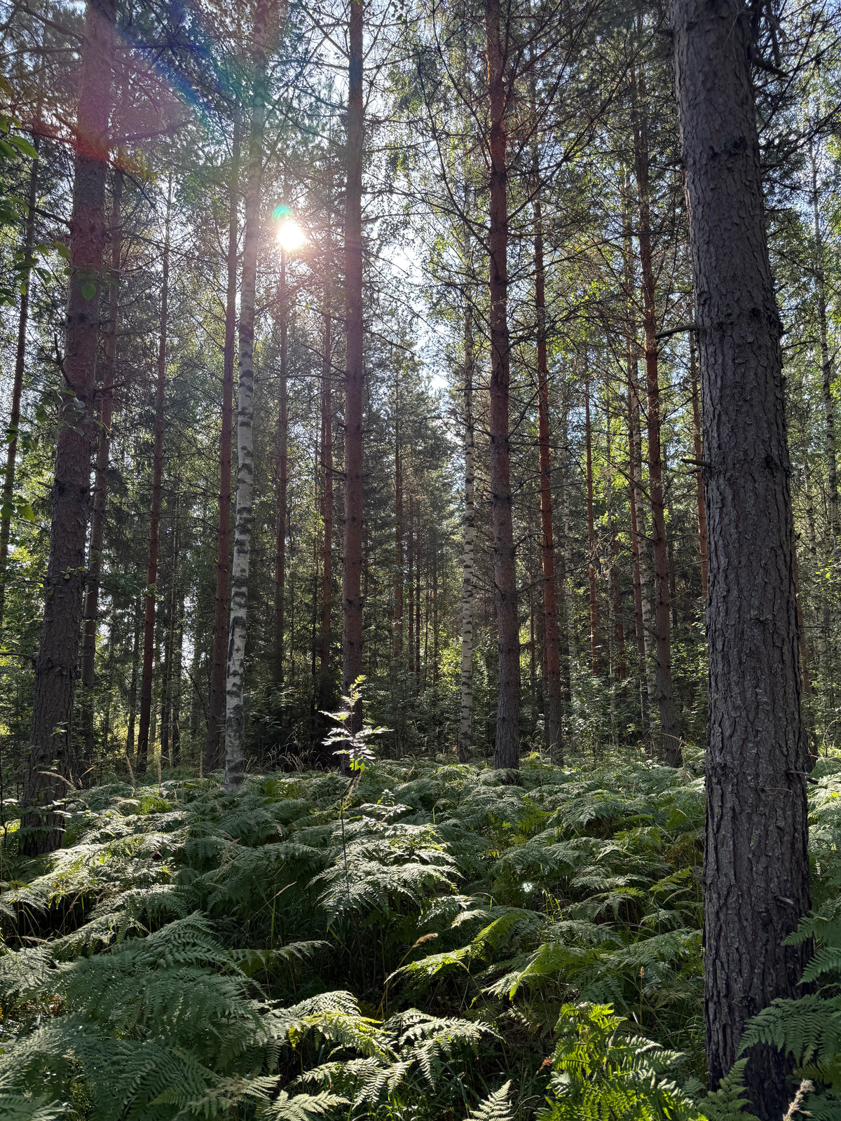 Sunlight filters through tall trees in a forest with ferns on the ground.